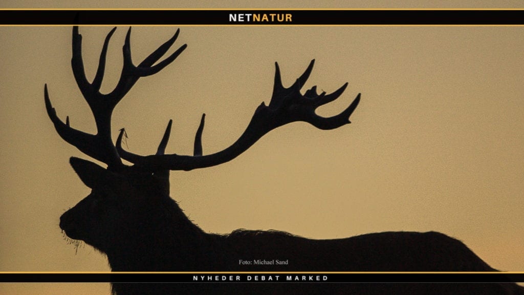 Riffeljagt i statens naturområder