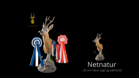 Oplev Europas måske smukkeste råbuk