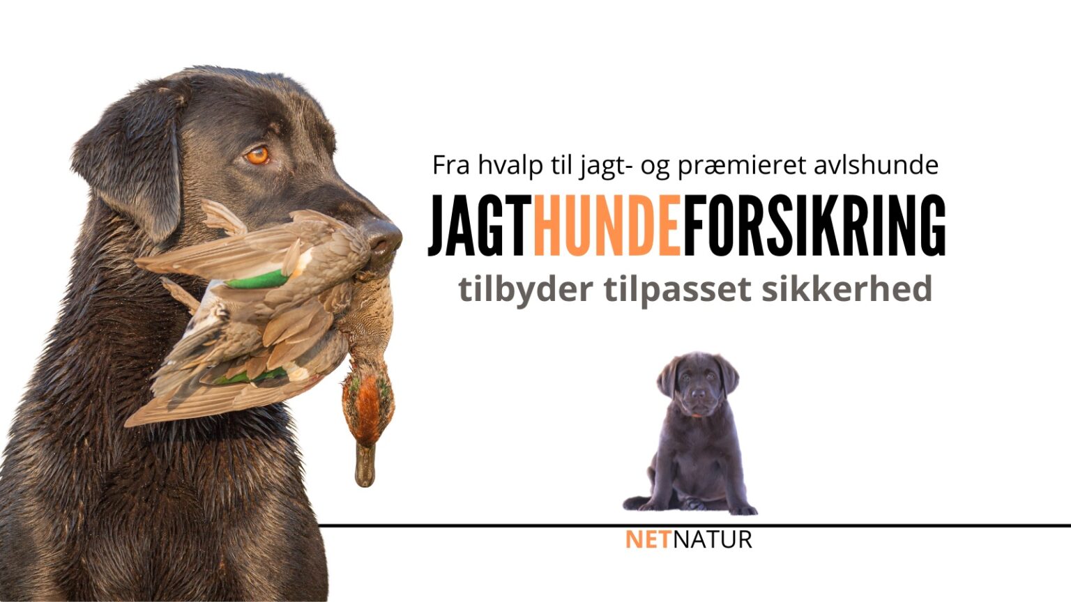 Forsikring til jagthunden forsikring til jagthunde