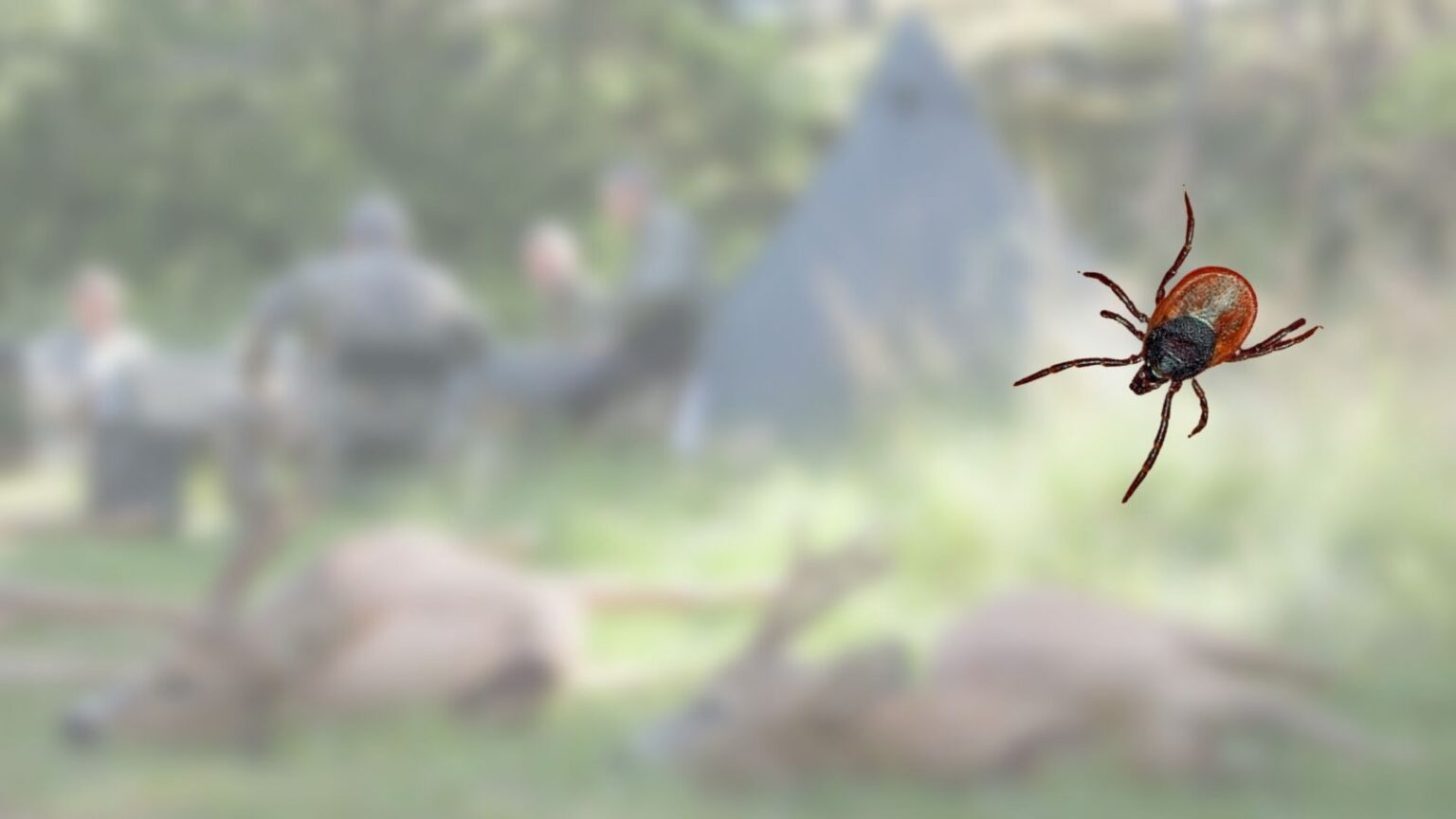 Den frygtede taigaflåt har bidt sig fast taigaflåt