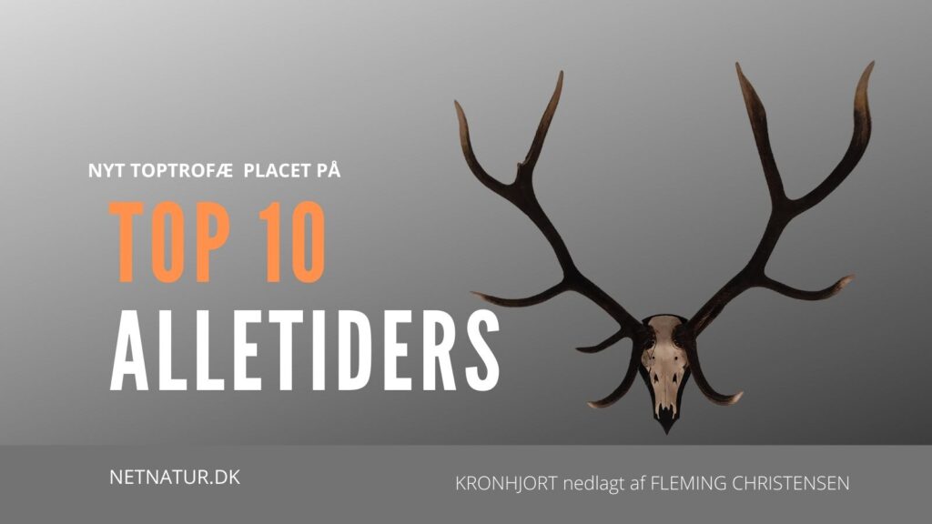 Polske hjorte på Top 10 Top 10 hjort
