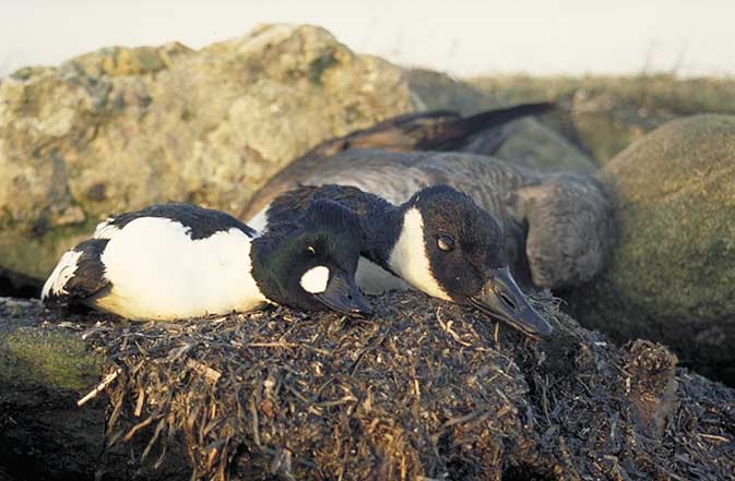 Jagttegnspenge til ornitologtidsskrift