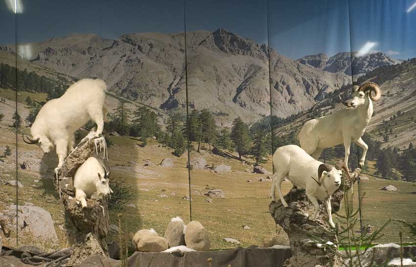 USA: Blinde skal også gå på jagt