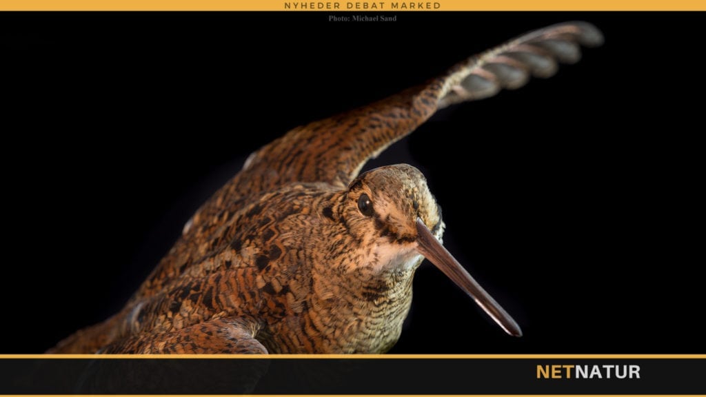 Sneppejagt med stående jagthund