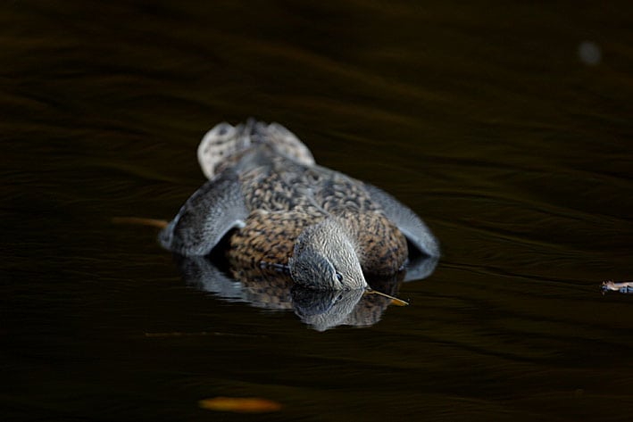 Ny naturplan får jægere på banen