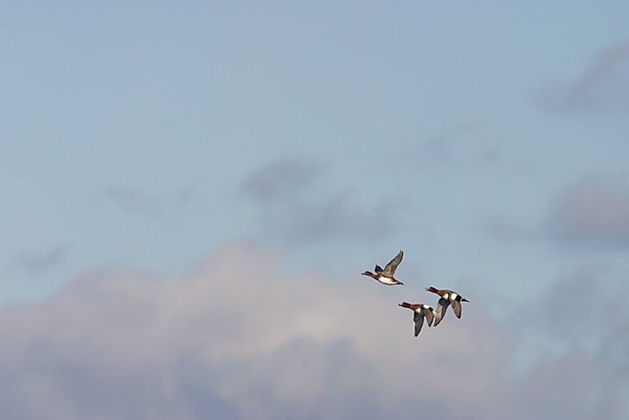 Derfor får DOF jagttegnspenge til sit tidsskrift!