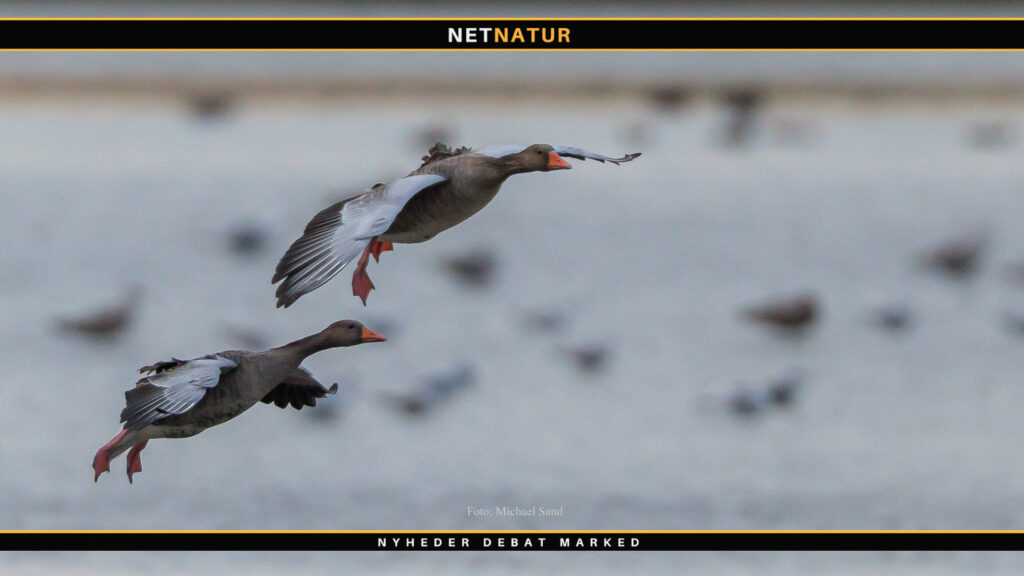 En morgen og en gås i gåseposerne