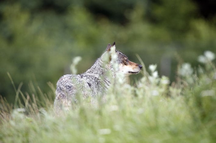 Ulveforsker er IKKE fyret Ulv som hønsetyv