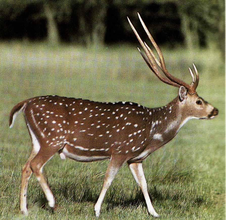 Indien måske atter jagtland