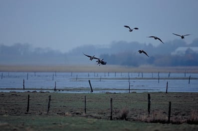 Justeringen af Natura 2000 områder har givet mange høringssvar