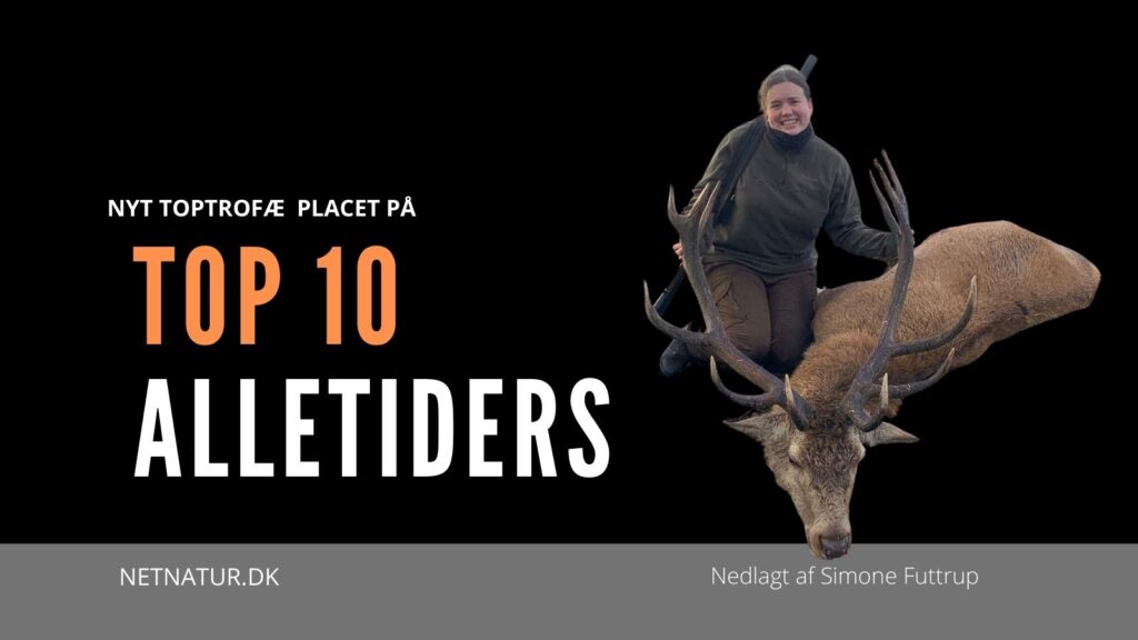 Kæmpehjort fra Thy placeret på Top 10 Simone Futtrup