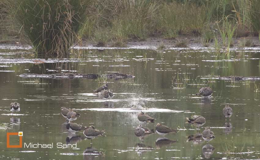 Vildt, vi betaler for vildtkonsulenterne!