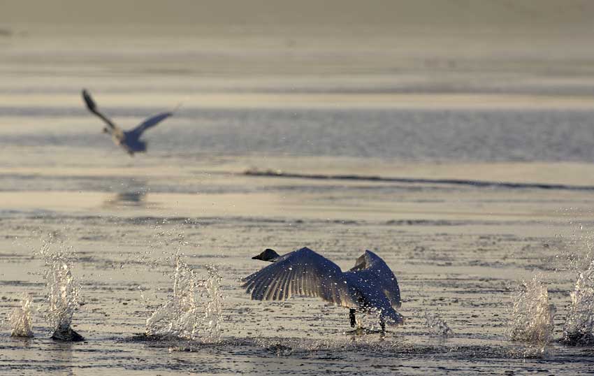 Harme over, DOF får jagttegnspenge