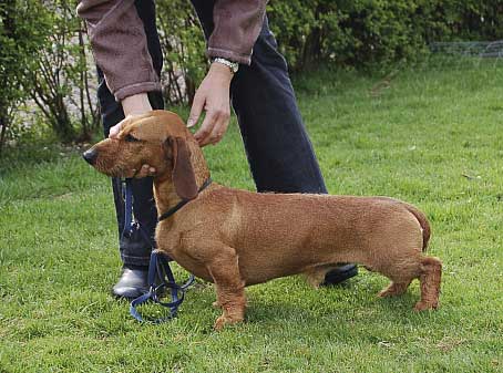 Dansk gravhund vinder af drevprøve i Finland