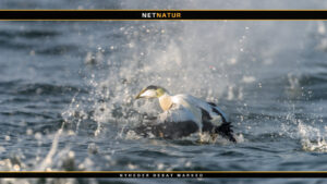 Edderfuglejagt i skjorteærmer