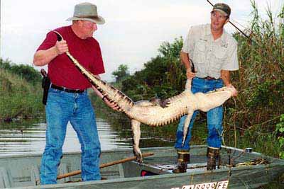 Jagtfredning med gevinst af alligator