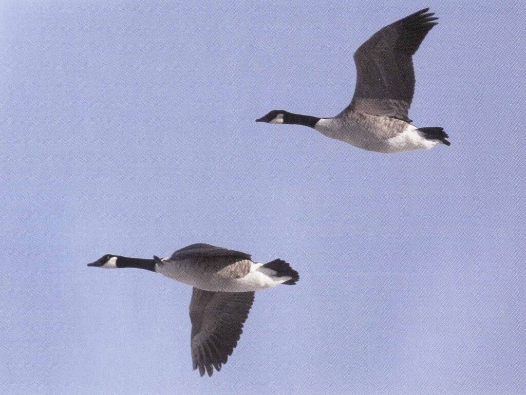 Canadagåsen - størst men stadig invasiv