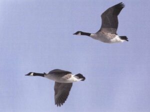 Canadagåsen - størst men stadig invasiv