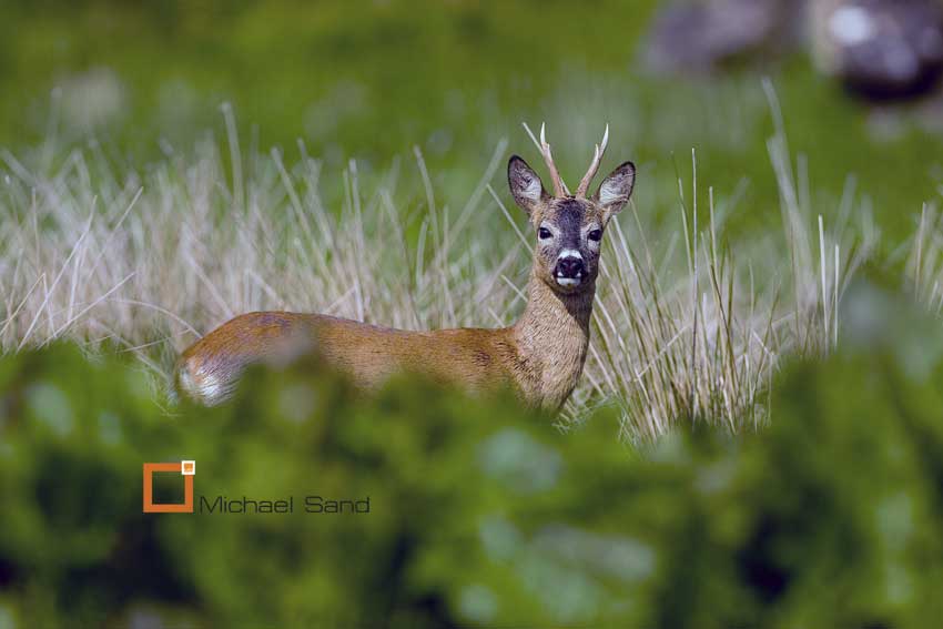 Skyd - eller skyd ikke! nr. 3
