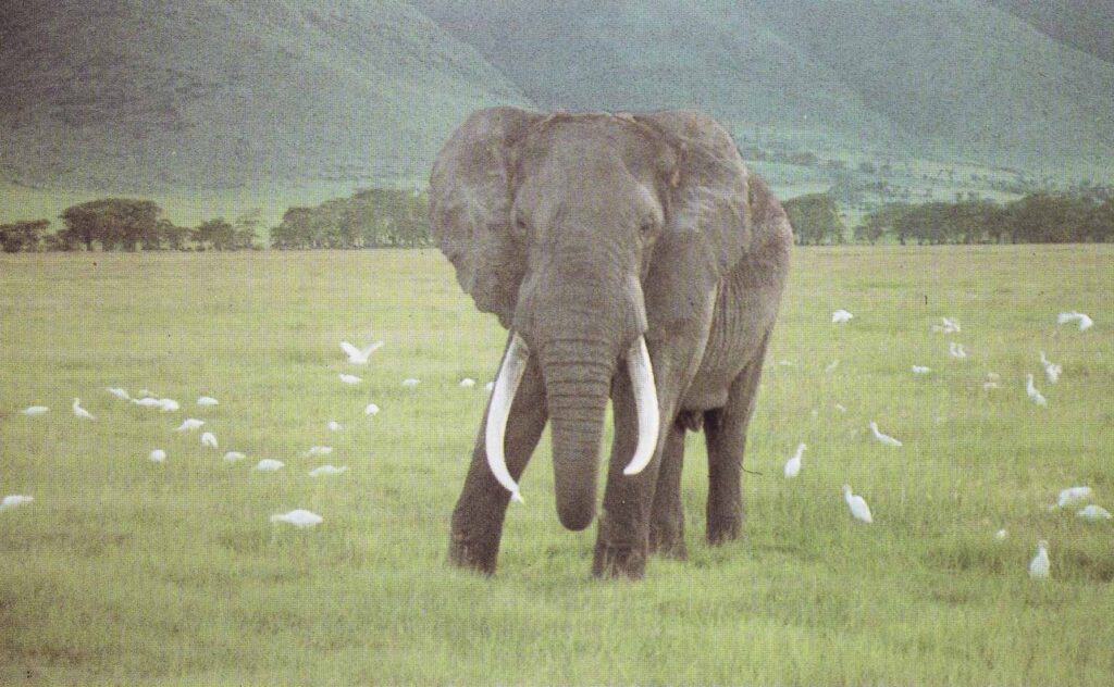 Elefantbestanden i Sydafrika, der er eksploderet fra 8.000 til 20.000 på 14 år, skal reduceres.