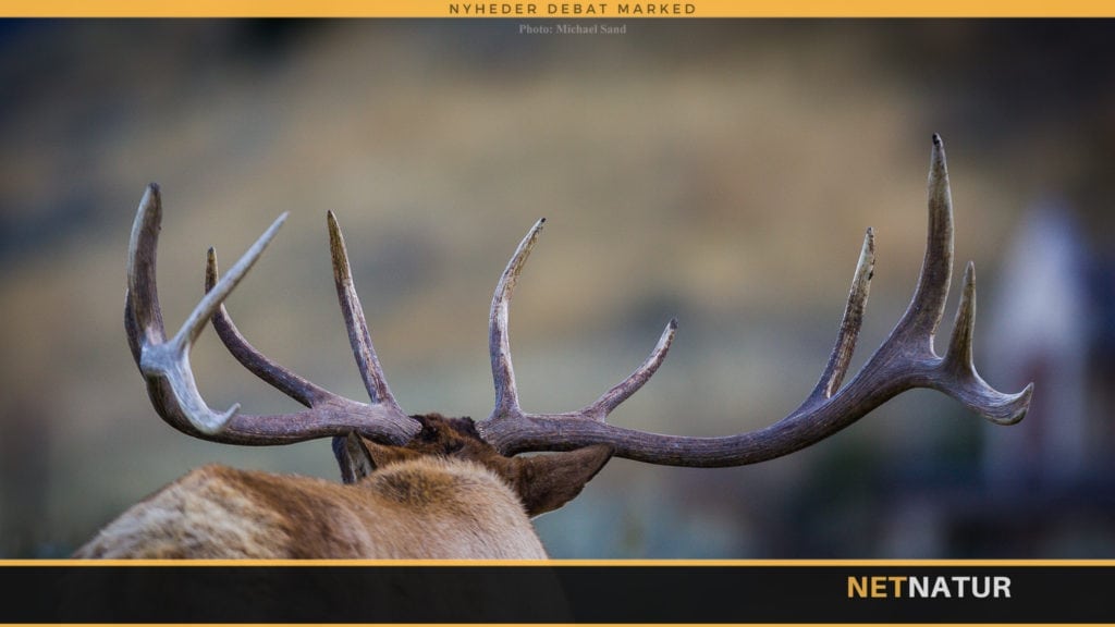 Succeshistorie made in US