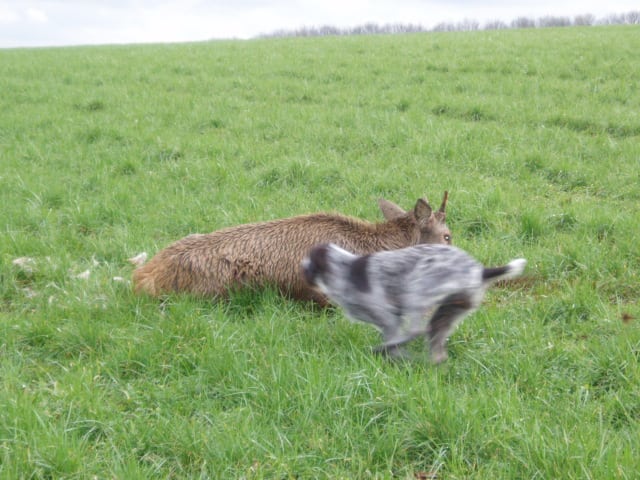 Schweisshundefører truet på livet