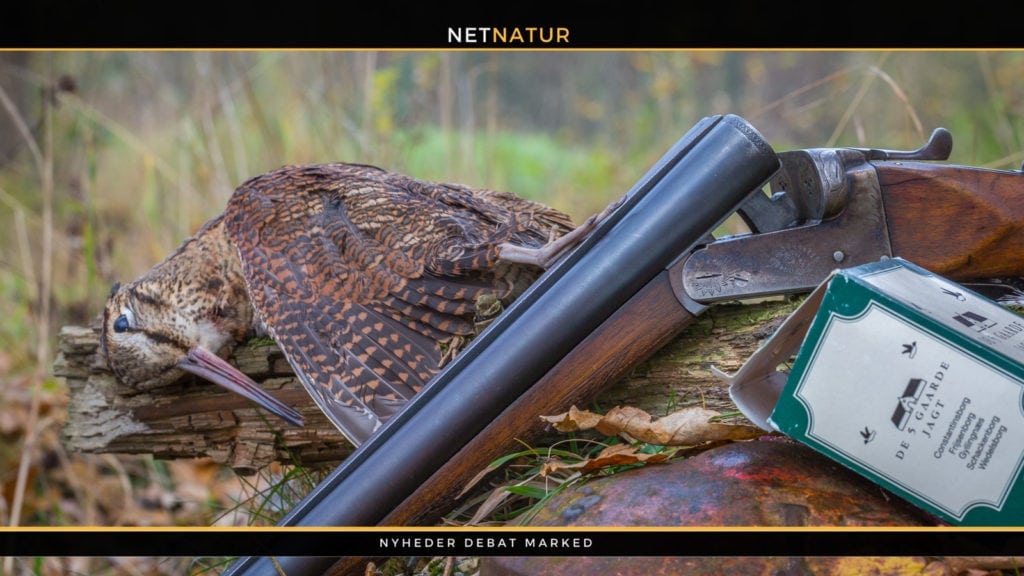 Bag limits på skovsneppejagt? Bag limits på skovsneppejagt?