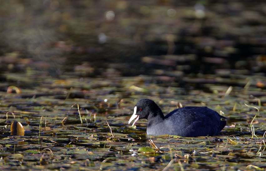 Fronterne skærpes i Birkelunden