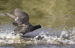 Blishønen er i tilbagegang på europæisk plan