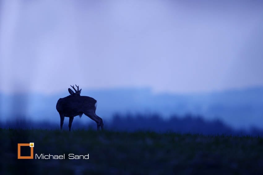 Sommerdagen Sommerdagen