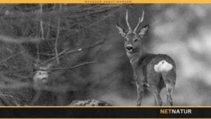 Røre i forårsskoven