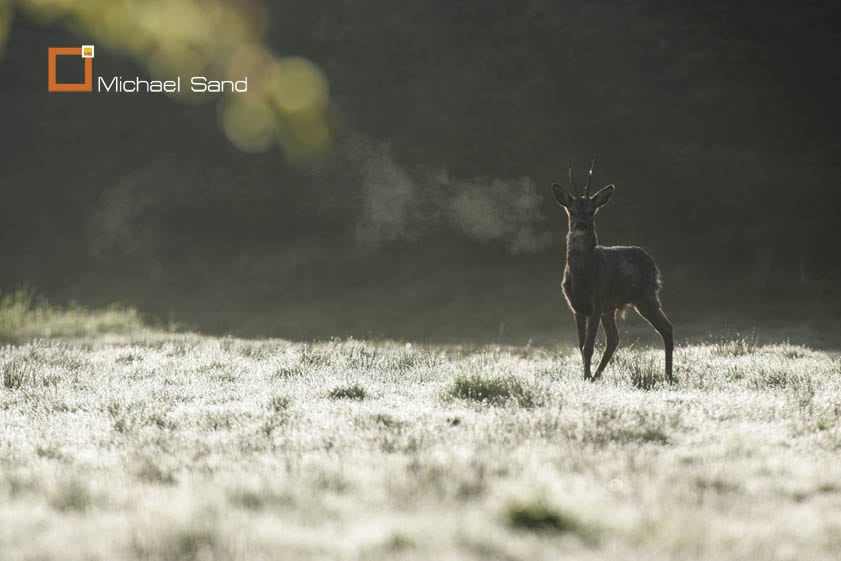 Spøgelsesbukken Spøgelsebukken