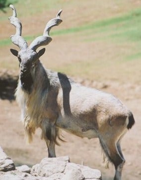 Afghanistans dyreliv truet Afghanistans dyreliv truet