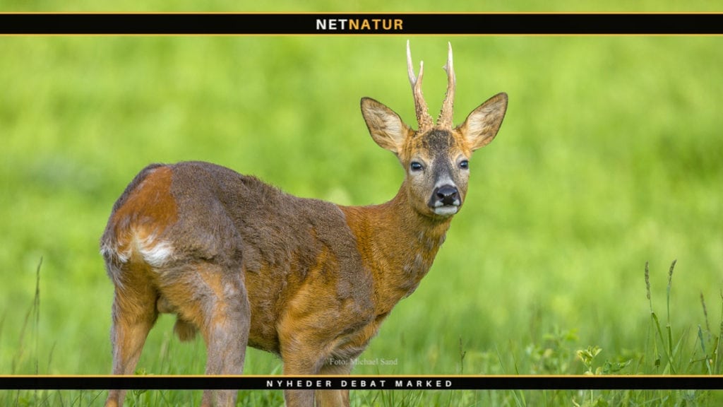 Jagt udlejes på Ravnsholte Skov