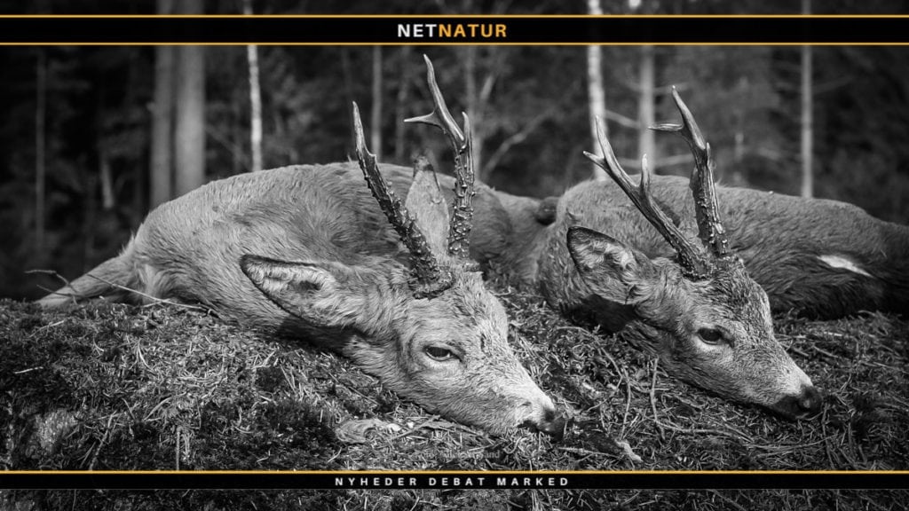 Bukke-rekorder og udbytte