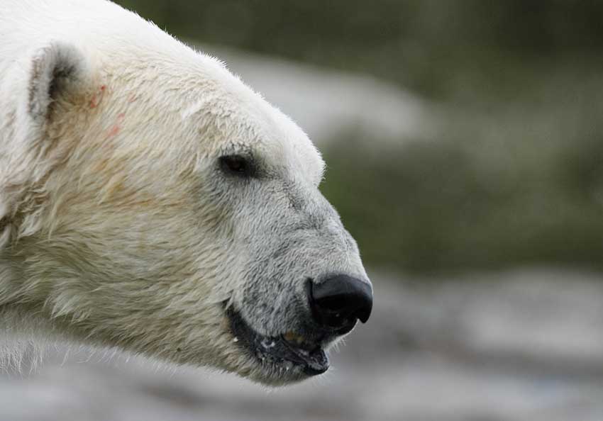 Vrede over importforbud