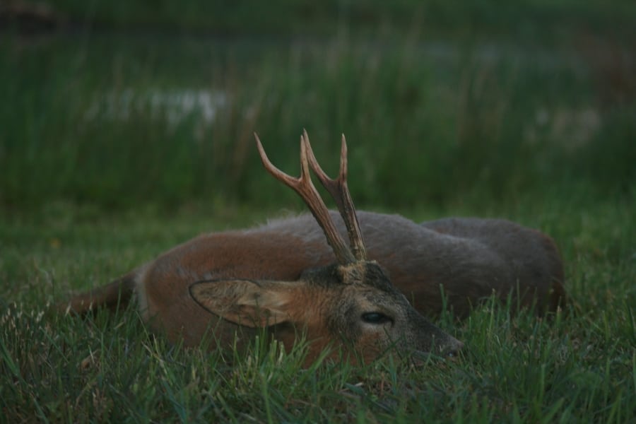 Efter syv magre år kommer måske alligevel syv gode