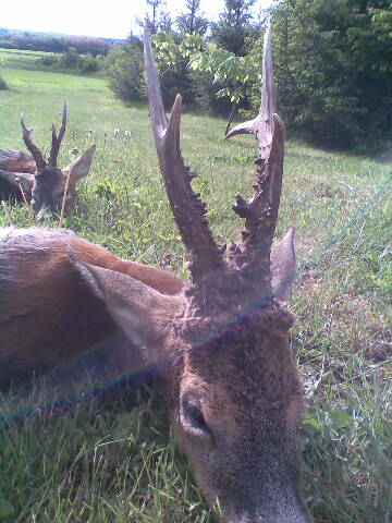 Guldbuk til Sneppekongen Sneppekonge og guldbuk