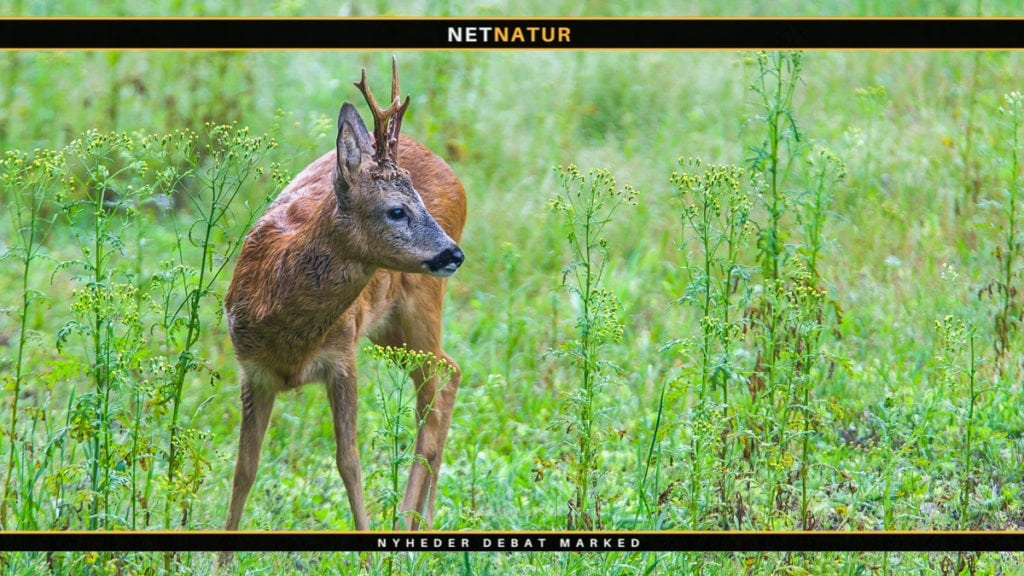 Skudafstande til råbukke