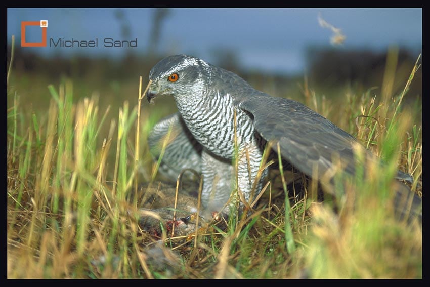 Falkejagt tæt på lovliggørelse