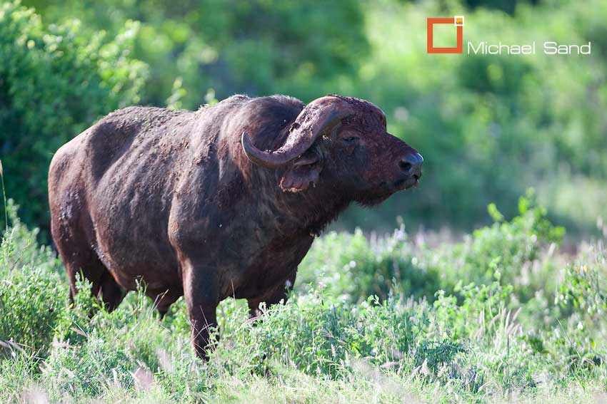 Bøffel angreb kvindelig jæger