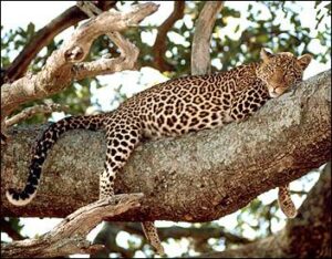 Leopard
