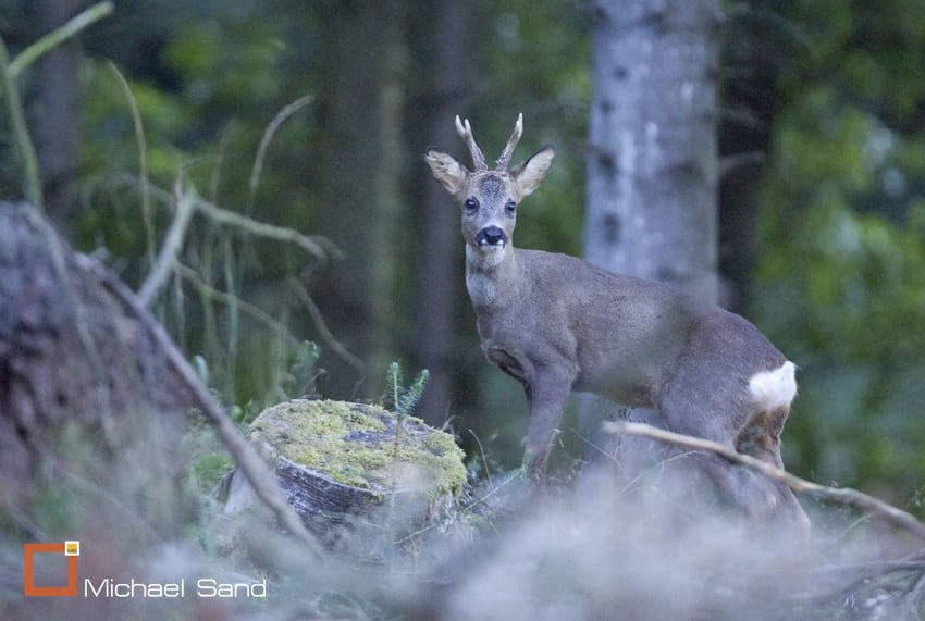 Sommerbuk i vinterklæder