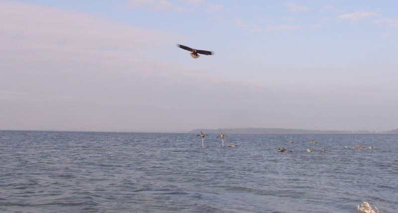 Havørn til ”snurrebasser”
