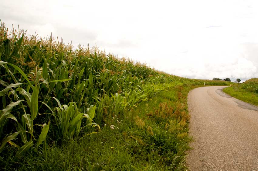 Jæger for vild i majsmark