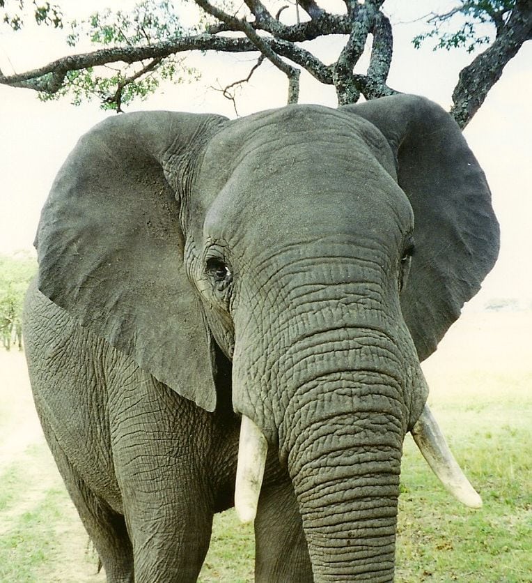 108 tons elfenben på auktion