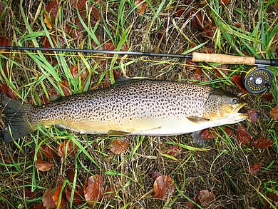 En blæsende efterårsdag En blæsende efterårsdag