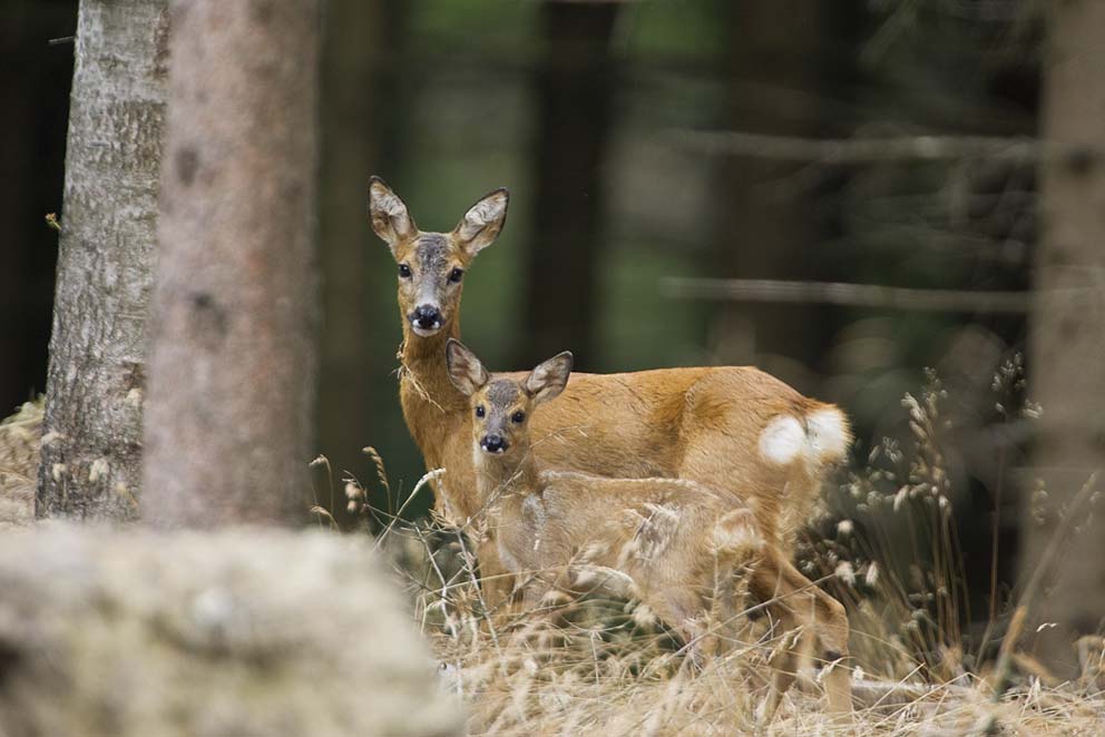 Lad tvivlen komme lammet til gode