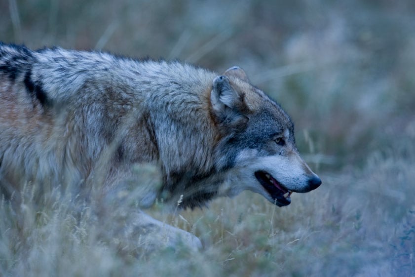 Den svenske konge anbefaler regulering af ulvebestand Dømte i ulvesag: Ulven var alt for fed