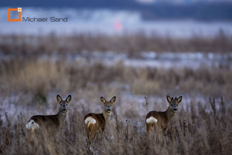 Råvildtundersøgelse på vej Råvildtundersøgelse på vej